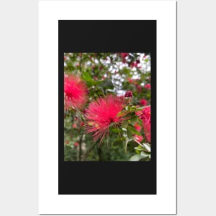 ohiʻa haʻole eucalyptus flower calliandra hawaii botanical garden Posters and Art